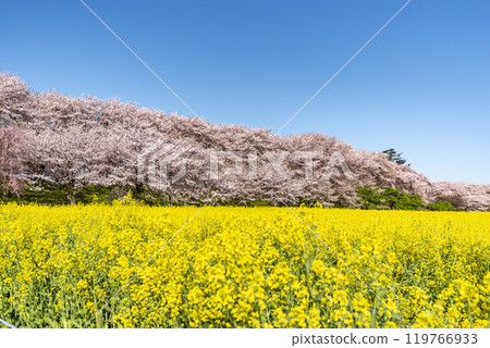 Cherry blossom trees and rape blossoms along Gongendo Embankment, Gongendo Park, Satte City, Saitama Prefecture Cherry blossom trees and rape blossoms along Gongendo Embankment, Gongendo Park, Satte City, Saitama Prefecture 119766933