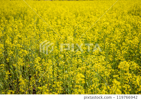 Gongendo Embankment rapeseed field, Gongendo Park, Satte City, Saitama Prefecture 119766942