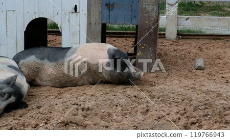 Pigs and daily activities Pigs and daily activities 119766943