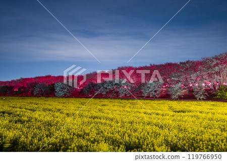 Cherry blossoms and rape blossoms at night on Gongendo Bank, Gongendo Park, Satte City, Saitama Prefecture 119766950