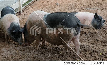 Pigs and daily activities Pigs and daily activities 119766951