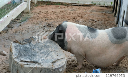 Pigs and daily activities Pigs and daily activities 119766953