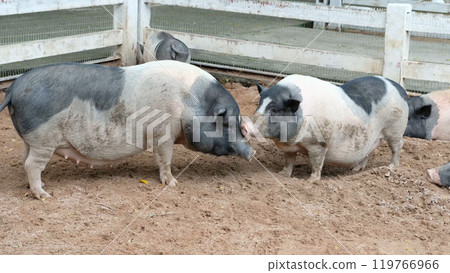 Pigs and daily activities Pigs and daily activities 119766966