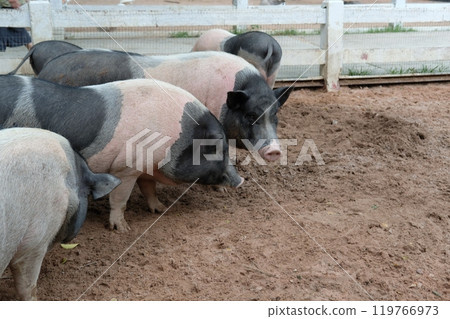 Pigs and daily activities Pigs and daily activities 119766973