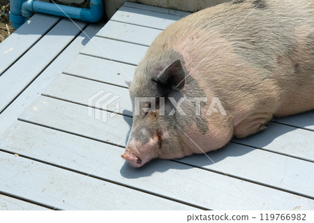 Pigs and daily activities 119766982