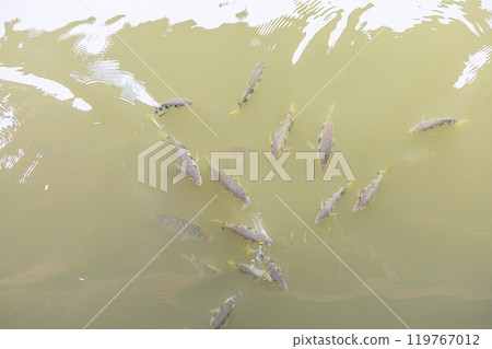 Top view of Archer fish or Blowpipe fish, focus selective Top view of Archer fish or Blowpipe fish, focus selective 119767012