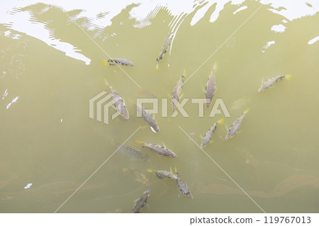 Top view of Archer fish or Blowpipe fish, focus selective 119767013