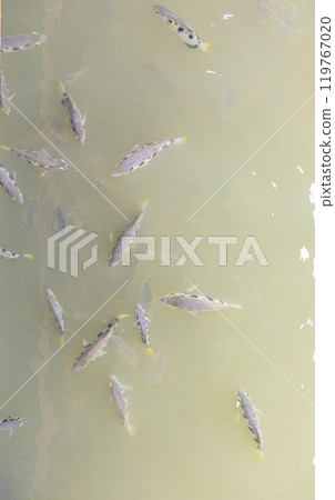 Top view of Archer fish or Blowpipe fish, focus selective Top view of Archer fish or Blowpipe fish, focus selective 119767020