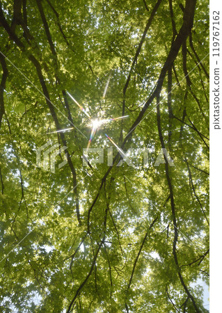 東福寺參道上的藍色秋葉 119767162