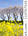 Cherry blossoms and rape blossoms 119767526