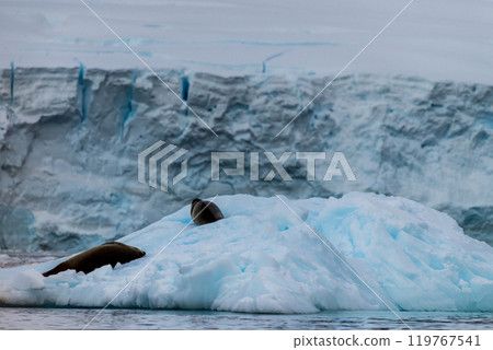 Close-up of two Weddell seals 119767541