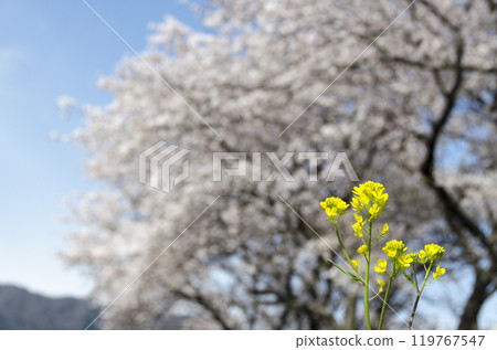 強姦花朵和櫻花 強姦花朵和櫻花 119767547