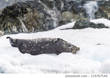 Weddell Seal resting on ice Weddell Seal resting on ice 119767548