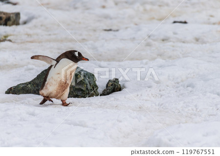 Gentoo colony at Danco Island 119767551