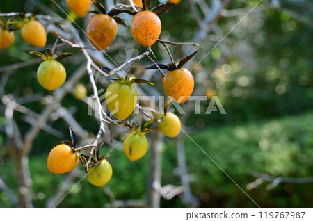 Wax oak (Family: Ebenaceae, Genus: Diospyros) Wax oak (Family: Ebenaceae, Genus: Diospyros) 119767987