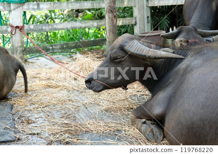 Buffalo and daily activities 119768220