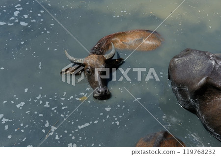 Buffalo and daily activities Buffalo and daily activities 119768232