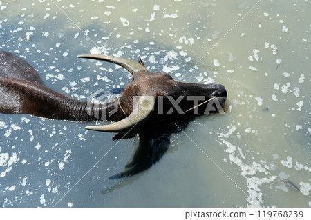 Buffalo and daily activities 119768239