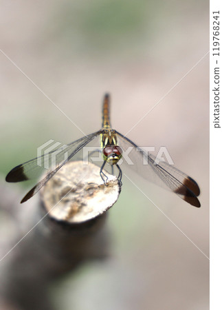 棲息在樹枝上的松鼠茜草 棲息在樹枝上的松鼠茜草 119768241