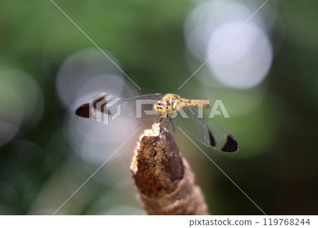 A squirrel flycatcher resting on a branch 119768244