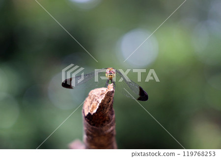A squirrel flycatcher resting on a branch A squirrel flycatcher resting on a branch 119768253