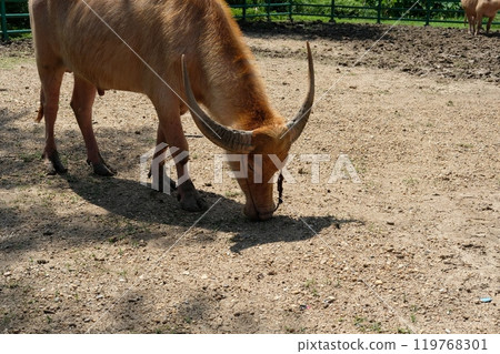 Buffalo and daily activities 119768301