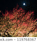 Red Branches in the Moonlit Night 119768367