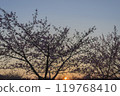 Sunset and cherry blossoms 119768410