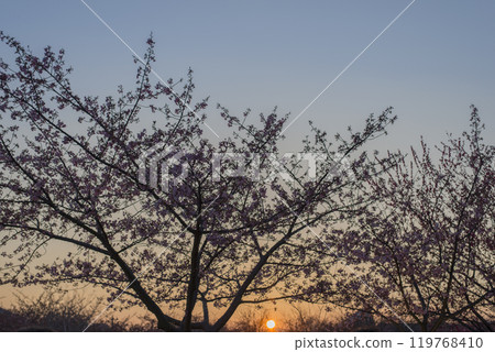 Sunset and cherry blossoms Sunset and cherry blossoms 119768410