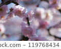 Plum close-up 119768434