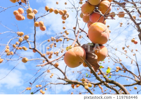 Autumn scenery: withered trees and ripe persimmons against the blue sky 119768446