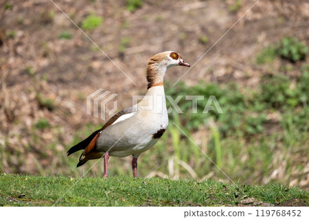 The Elegant Egyptian Goose gracefully inhabits its natural surroundings with poise and beauty The Elegant Egyptian Goose gracefully inhabits its natural surroundings with poise and beauty 119768452