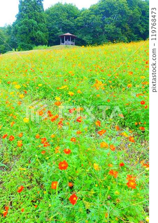 Cosmos in full bloom, Autumn cherry blossoms, Cosmosberg, Omoshiroyama Plateau Cosmos in full bloom, Autumn cherry blossoms, Cosmosberg, Omoshiroyama Plateau 119768473