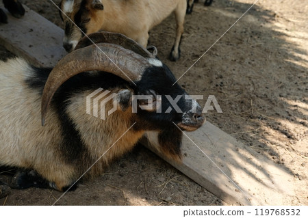 Goats and daily activities Goats and daily activities 119768532