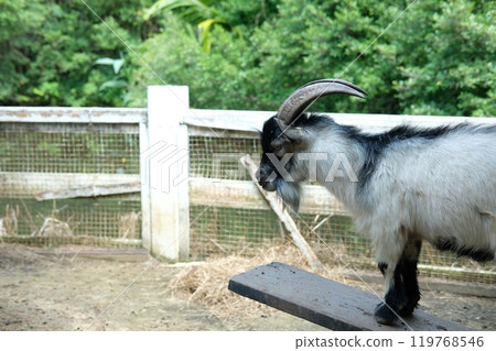 Goats and daily activities 119768546