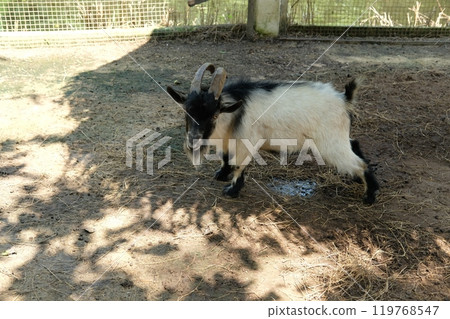 Goats and daily activities 119768547