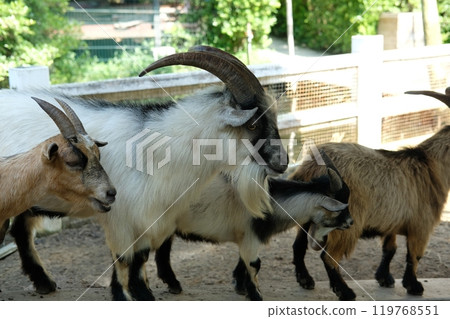 Goats and daily activities 119768551