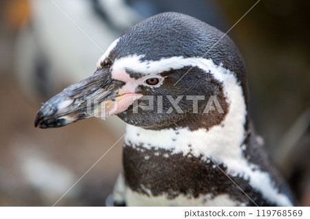 An UpClose Look at a Stunning Penguin in Its Own Natural Environment and Habitat 119768569