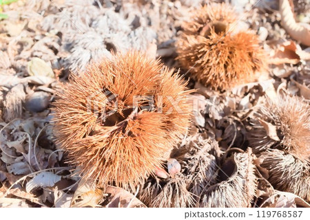 Autumn colors: chestnut burrs on dead leaves Autumn colors: chestnut burrs on dead leaves 119768587