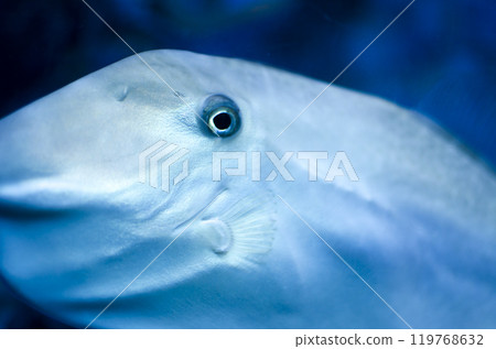 Sunfish glaring at the bush Sunfish glaring at the bush 119768632