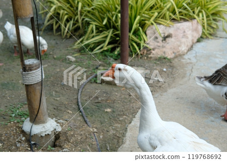 Ducks and geese and their daily activities 119768692