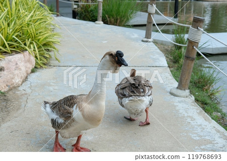 Ducks and geese and their daily activities Ducks and geese and their daily activities 119768693