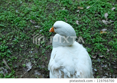 Ducks and geese and their daily activities Ducks and geese and their daily activities 119768700