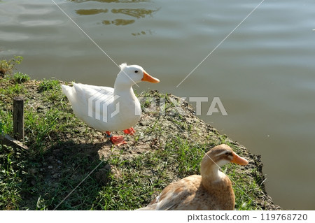 Ducks and geese and their daily activities 119768720