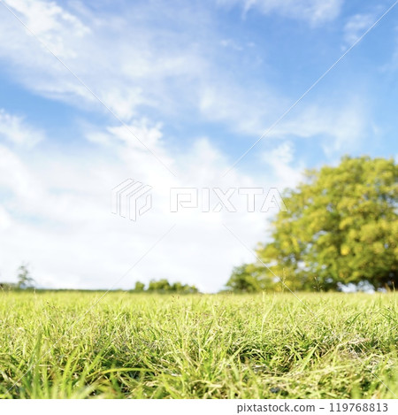 晴朗的天空和草地的清新景色 119768813