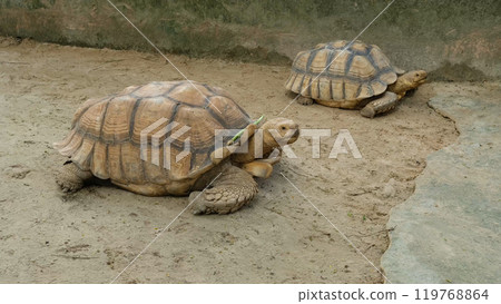 Turtles and daily activities Turtles and daily activities 119768864