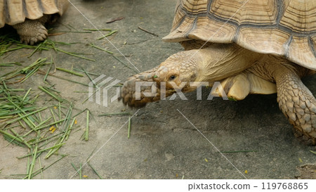 Turtles and daily activities 119768865