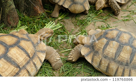 Turtles and daily activities 119768866