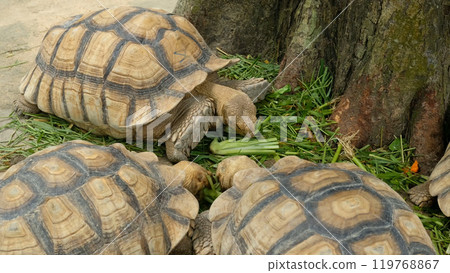 Turtles and daily activities 119768867