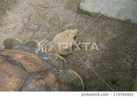 Turtles and daily activities 119768882